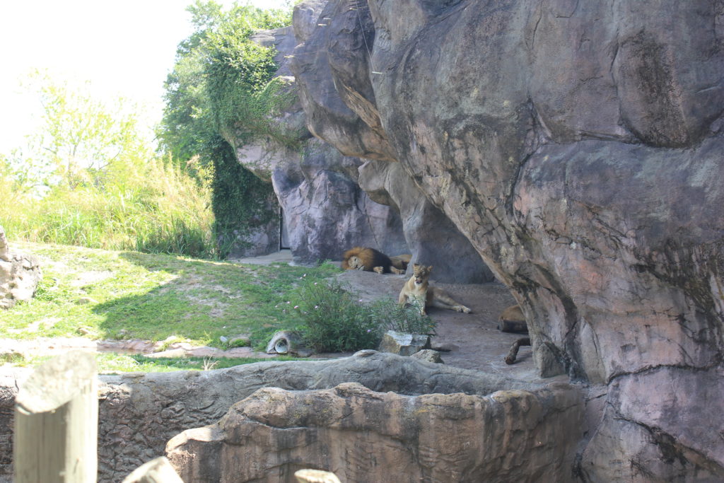 Busch Gardens Tampa Bay Zoo